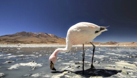 Chile  Flamingos in der Laguna Edionda_2