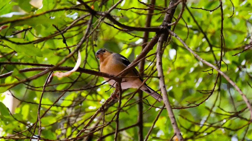 La Gomera - Dem Paradies zum Greifen nahe
