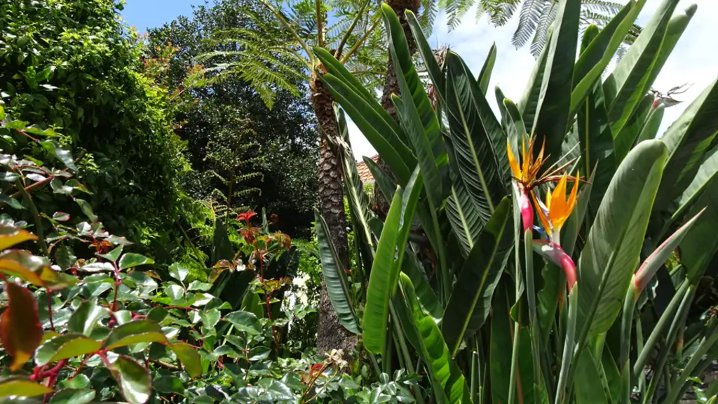 Madeira - Levadas, Lorbeer, Lavafelsen