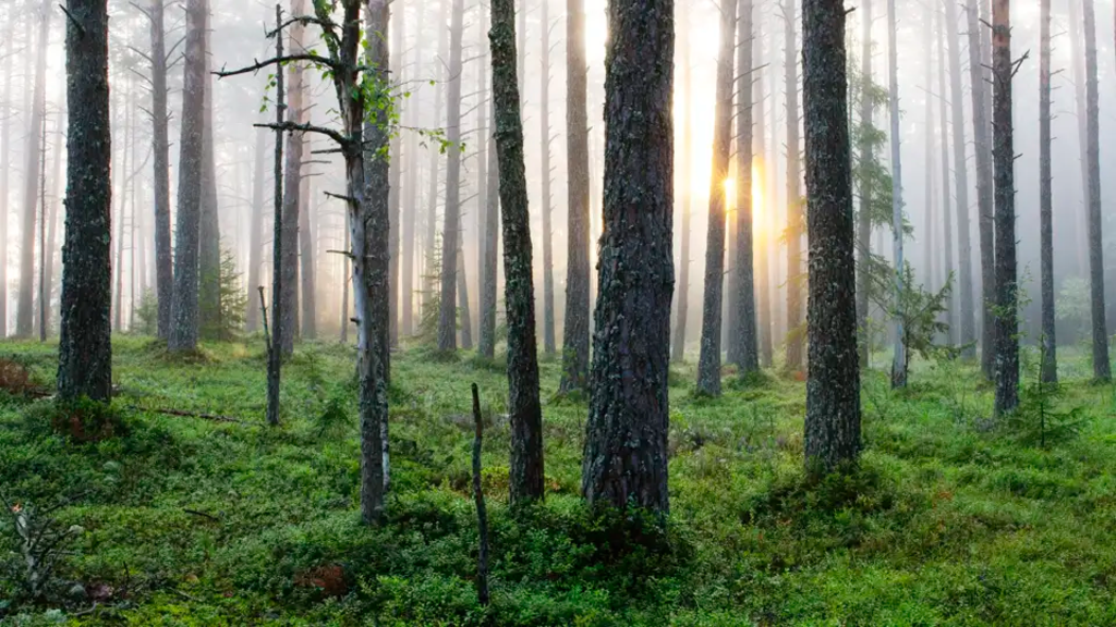 Baltikum – Naturlandschaften & Hauptstädte