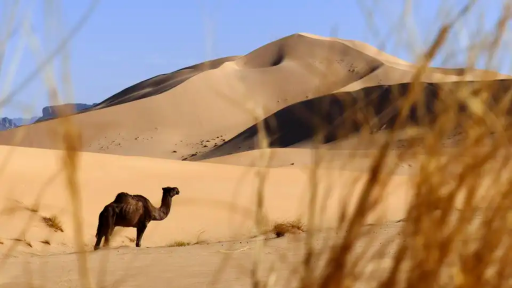 Algerien - Rendezvous mit der Sahara