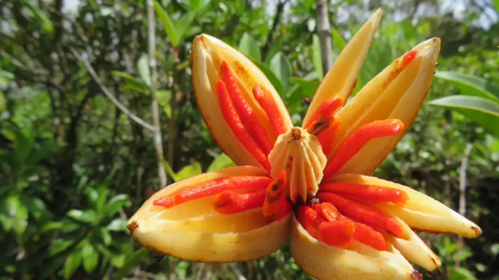 Costa Rica - Wandern, Staunen und Genießen