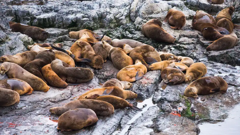 Argentinien, Chile - Patagonien pur