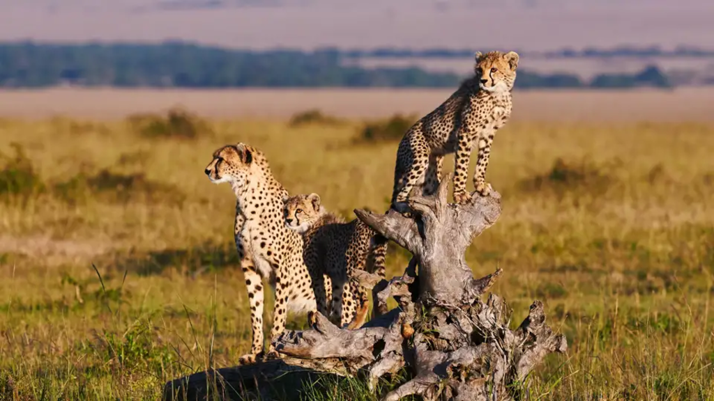 Kenia – Trekking Mount Kenya & Safari Masai Mara