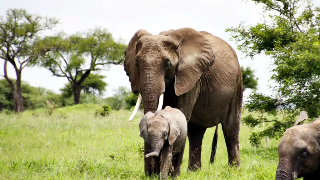 Tansania - Safari kompakt (Reiseverlängerung)