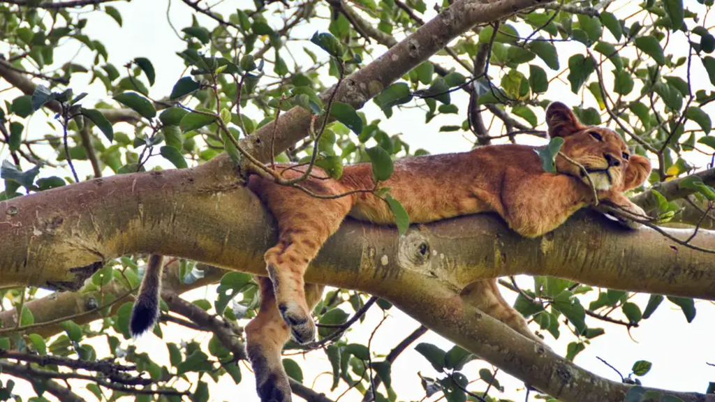 Uganda, Ruanda – Gorilla-Tracking und Ruwenzori-Gebirge