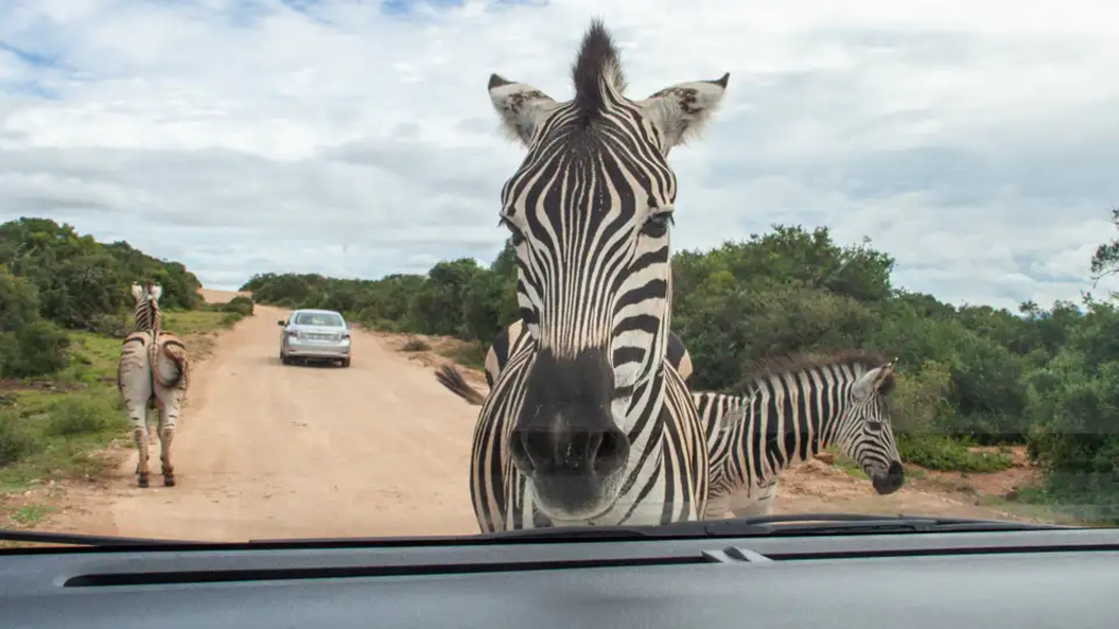 Südafrika – Wanderreise entlang der Garden Route