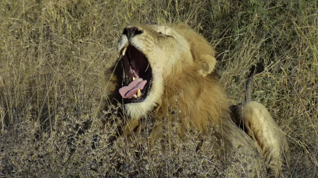 Südafrika – Drakensberge & Safari im Nordosten