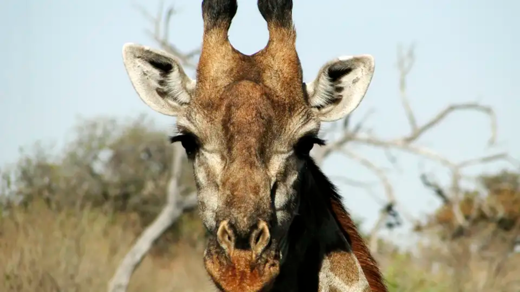 Südafrika – Drakensberge & Safari im Nordosten