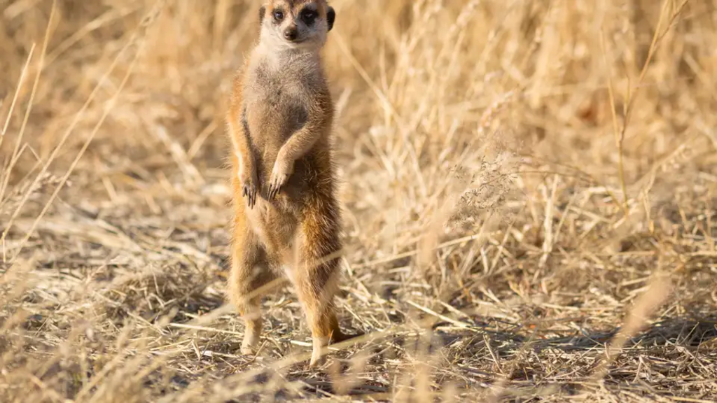 Südliches Afrika – MTB Reise: Victoriafälle bis Kapstadt