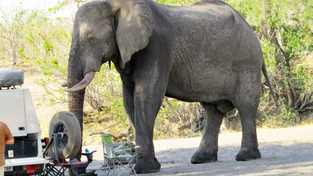 Botswana mit Egmont Strigl – Das grüne Herz der Kalahari