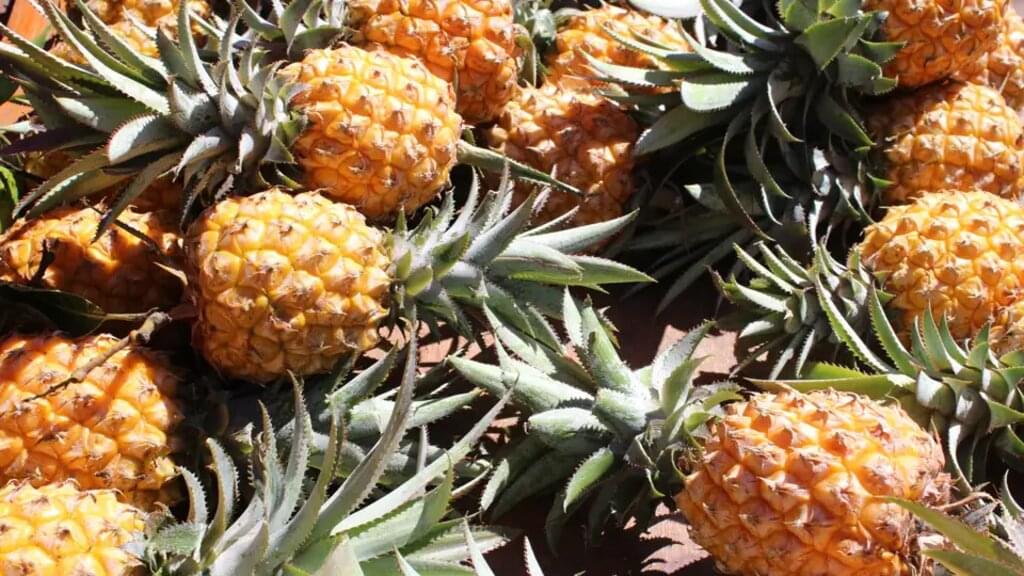 La Réunion - Vulkantrekking im Indischen Ozean