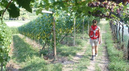 Südtiroler Wein- & Almenweg - 7 Tage