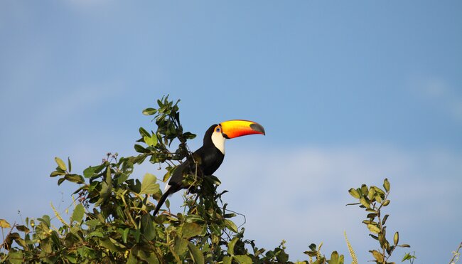 Toucan im Pantanal