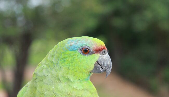 Papagei Amazonas