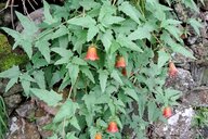 Reiseimpression von Bruno