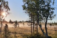 Reiseimpression von Bennet