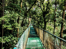 Hängebrücke im Monteverde-Nebelwald | © Bildlizenzen von Shutterstock.com Auf Hängebrücken durch die Monteverde-Nebelwälder | © Bildlizenzen von Shutterstock.com