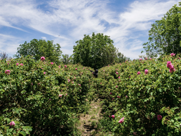 Im Tal der Rosen | © Bildlizenzen von Shutterstock.com Rosenbusch Tal der Rosen Marokko | © Bildlizenzen von Shutterstock.com