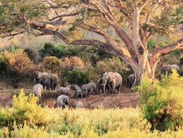 Elefanten im Kruger Nationalpark | © Bildlizenzen von Shutterstock.com Elefanten im Kruger Nationalpark | © Bildlizenzen von Shutterstock.com