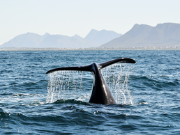 Wal vor Hermanus | © Bildlizenzen von Shutterstock.com Wal bei Hermanus | © Bildlizenzen von Shutterstock.com