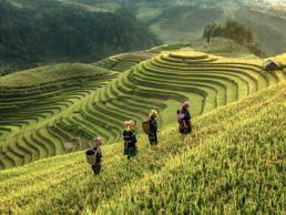 Reisterrassen von Mu Cang Chai | © Bildlizenzen von Shutterstock.com Reisterrassen von Mu Cang Chai | © Bildlizenzen von Shutterstock.com