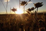 Maria Krasnoslobodtseva