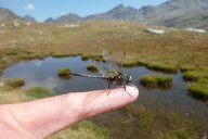 Birgit Lösch Schwienbacher