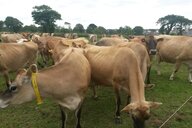 Christina "Anu" Steiner