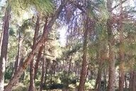 Nektarios Bachtsevanis