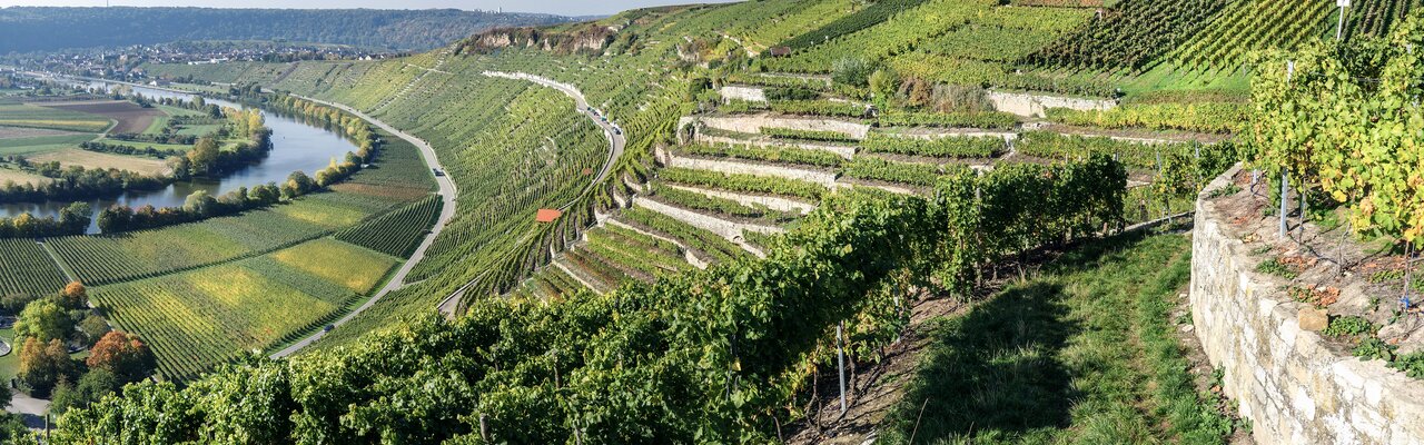 Weingärten im Neckartal | © Bildlizenzen von Shutterstock.com Weinberge im Neckartal | © Bildlizenzen von Shutterstock.com