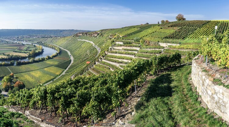 Weinberge im Neckartal | © Bildlizenzen von Shutterstock.com