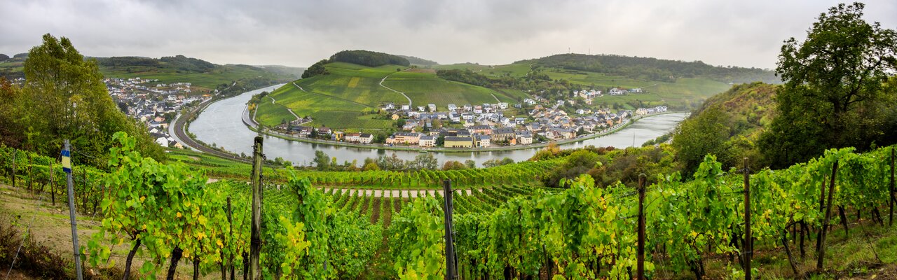 Weinberge und Moselschleife, Ausblick vom Moselsteig Weinberge und Moselschleife, Ausblick vom Moselsteig