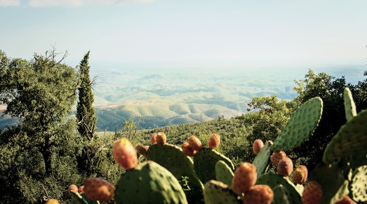 Aussicht von Picota auf die Serra de Monchique Aussicht von Picota auf die Serra de Monchique