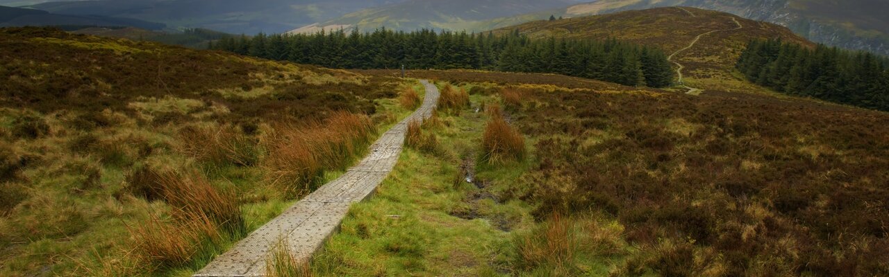 Unterwegs am Wicklow Way wicklow-way-holzsteg-durch-moorlandschaft