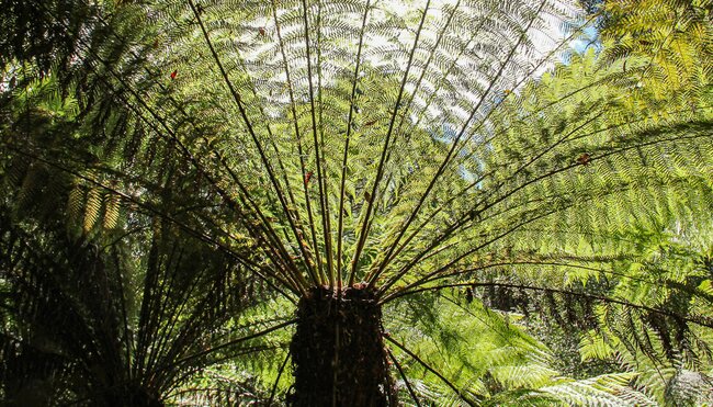 Riesenfarn im Amboro Nationalpark