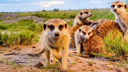 Erdmännchenkolonie bei den Makgadikgadi-Salzpfannen