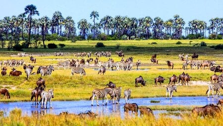Gnus und Zebras so weit das Auge reicht