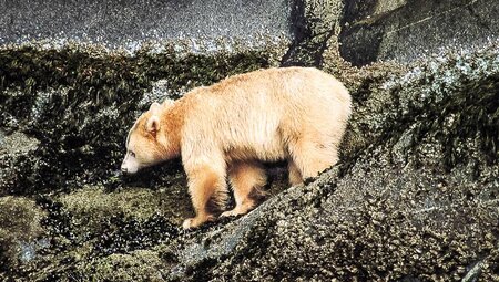 Der seltene, helle Kermodebär ("Geisterbär")