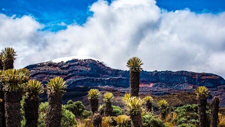 Frailejones-Pflanzen