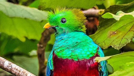 Der heilige Vogel Quetzal