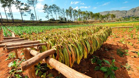 Tabakernte in Vinales