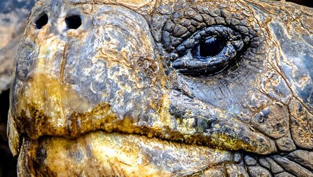 Schildkröte Closeup