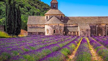 Lavendelfeld vor der Abbaye de Sénanque