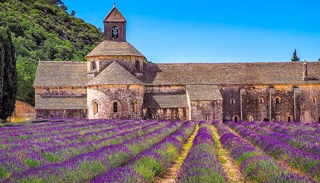 Lavendelfeld vor der Abbaye de Sénanque