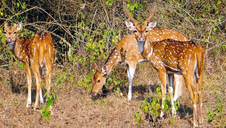 Bandipur Nationalpark