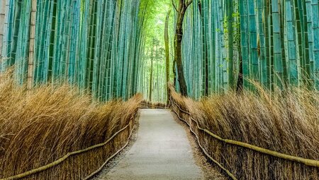 Arashiyama Bambus Wald
