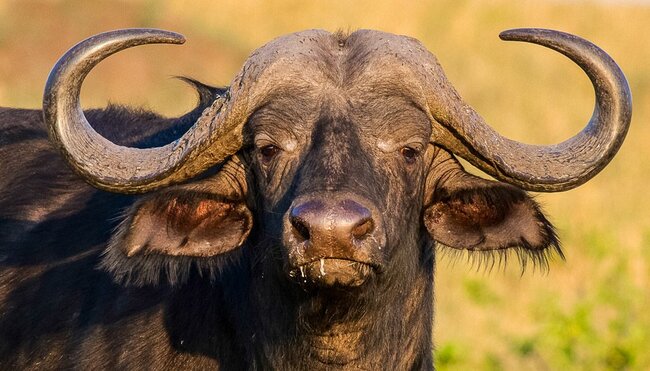 Afrikanischer Kaffernbüffel im Abendlicht