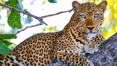 Leopard auf dem Baum