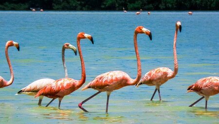 Flamingos in der Lagune